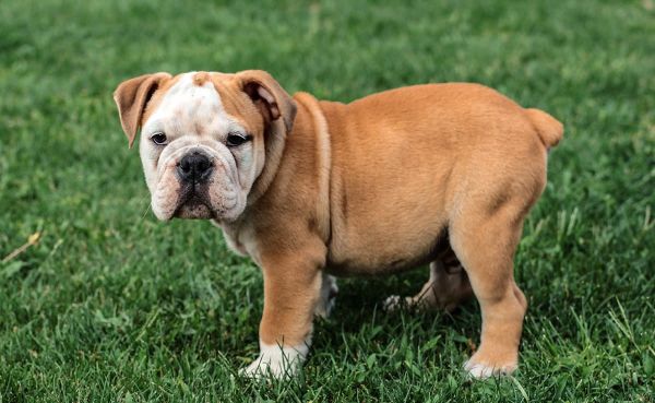 Tout savoir sur le bouledogue à poils longs : un compagnon unique