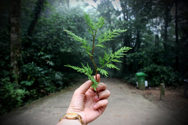 Écologie pratique : ateliers et découvertes au balcon en forêt